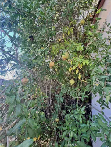 Pomegranate Trees