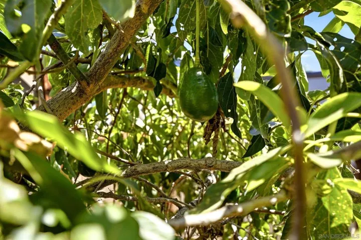 Back yard has a second Avocado tree both produce a few avocados.