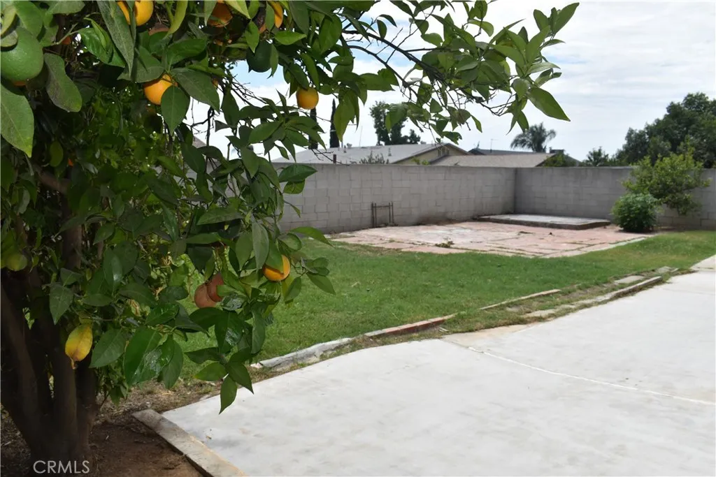 BACKYARD ORANGE TREE