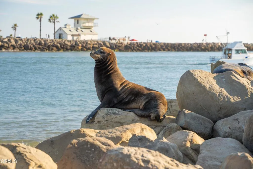 seal on a rock