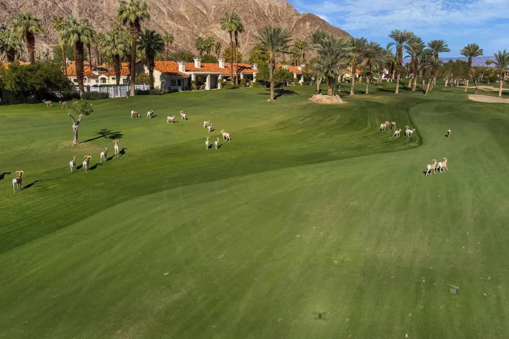 Golf Course View Big Horn Sheep