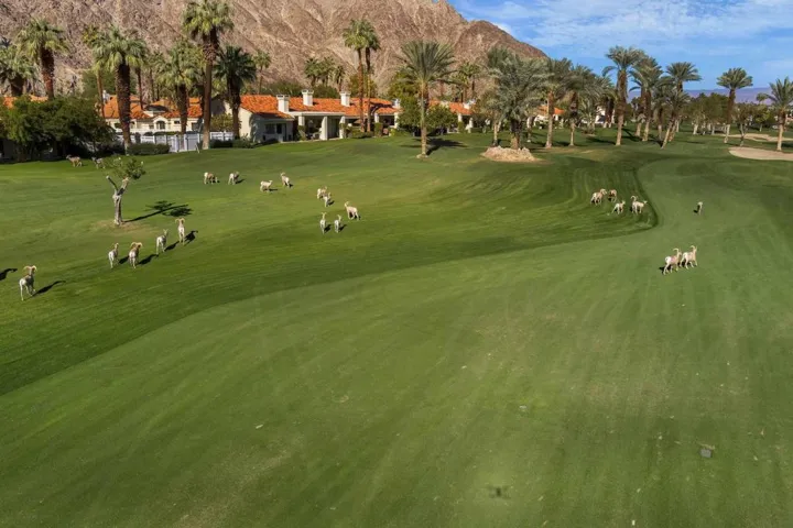 Golf Course View Big Horn Sheep