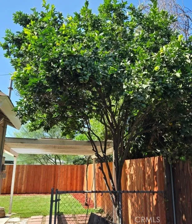 When life gives you lemons, make lemonade with this mature lemon tree