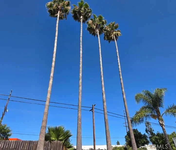 Aesthetically pleasing and iconic Southern California palm trees offer a daily and gentle reminder that your home is your oasis Aesthetically pleasing and iconic Southern California palm trees offer a daily and gentle reminder that your home is your oasis