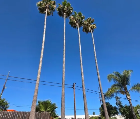 Aesthetically pleasing and iconic Southern California palm trees offer a daily and gentle reminder that your home is your oasis