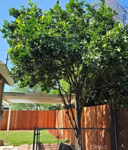 When life gives you lemons, make lemonade with this mature lemon tree