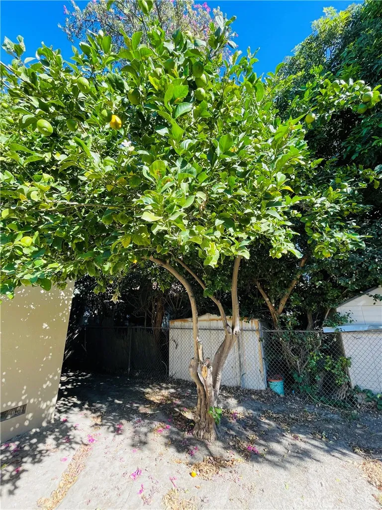 Lemon Tree