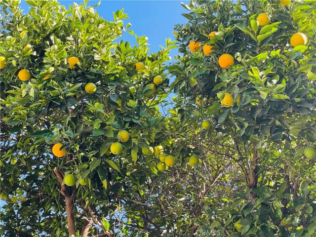 Fruitful Orange Tree