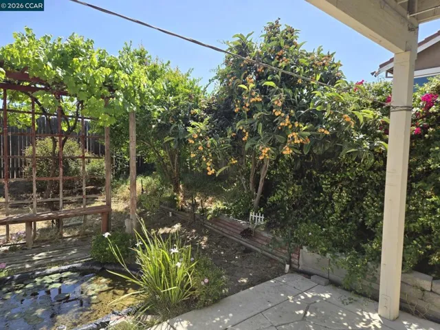 back yard pond