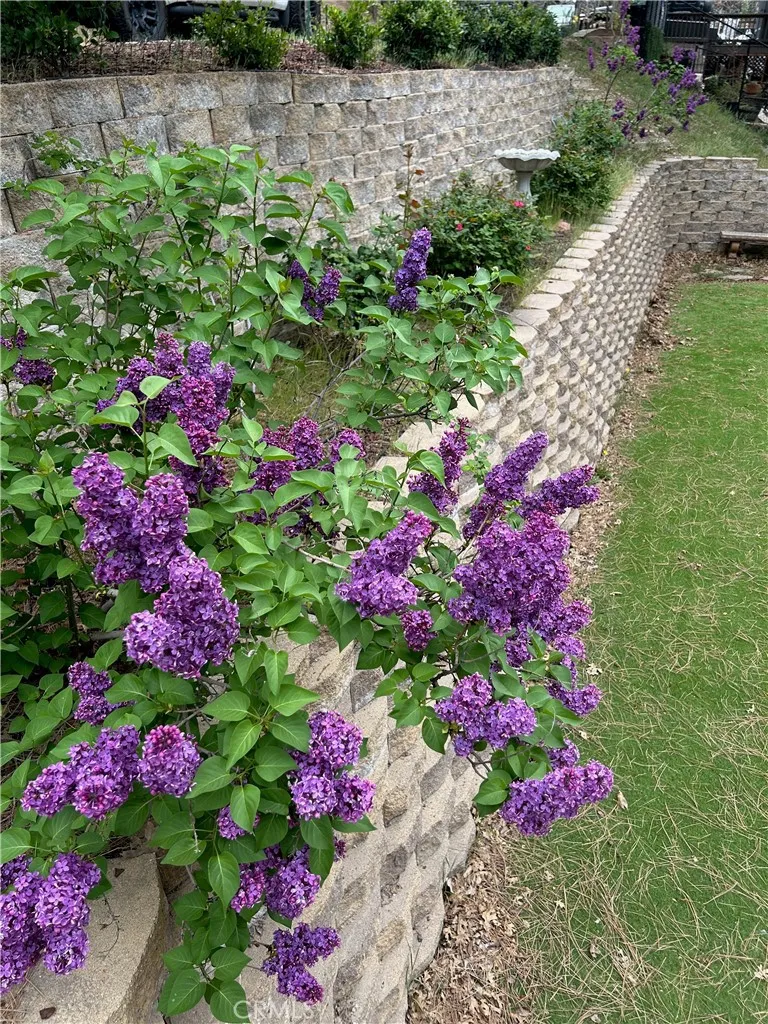 Spring lilacs in bloom!
