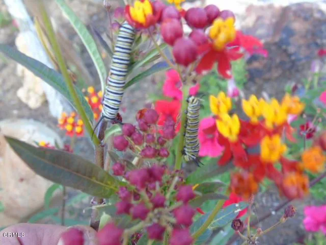 Monarch caterpillars on milkweed