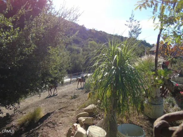 horses on trail