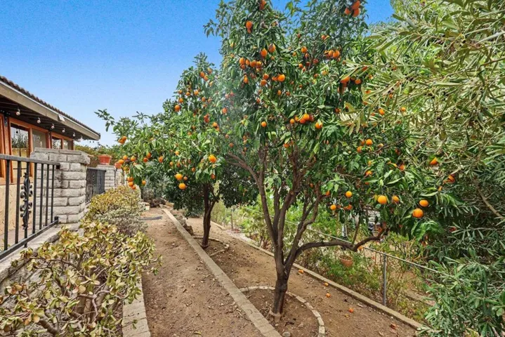 Fruit trees