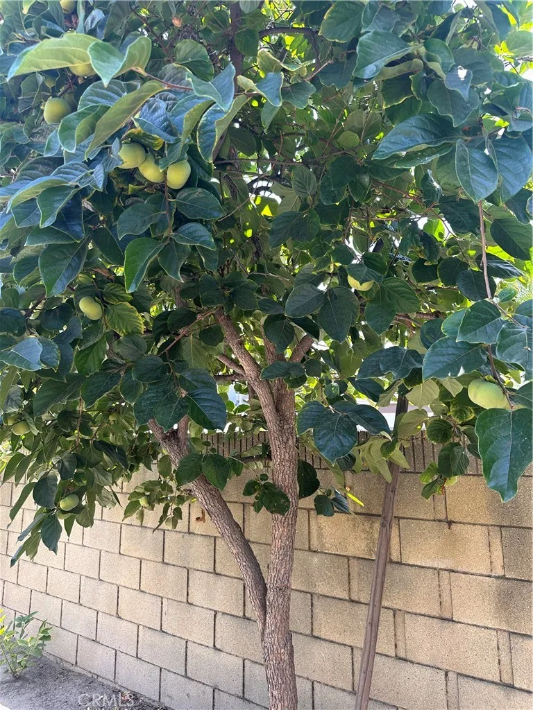 Persimmon Tree