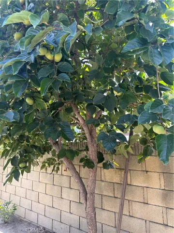 Persimmon Tree
