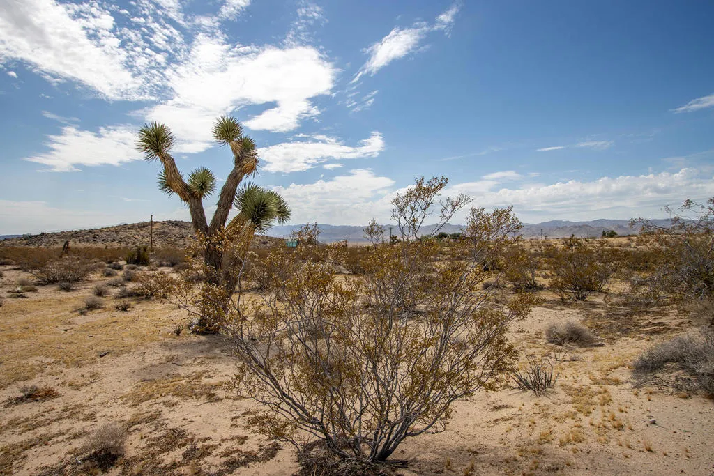 62121 Aberdeen Drive, Joshua Tree, California 92252 — photo 5