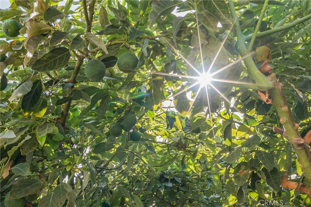 Fruit Trees