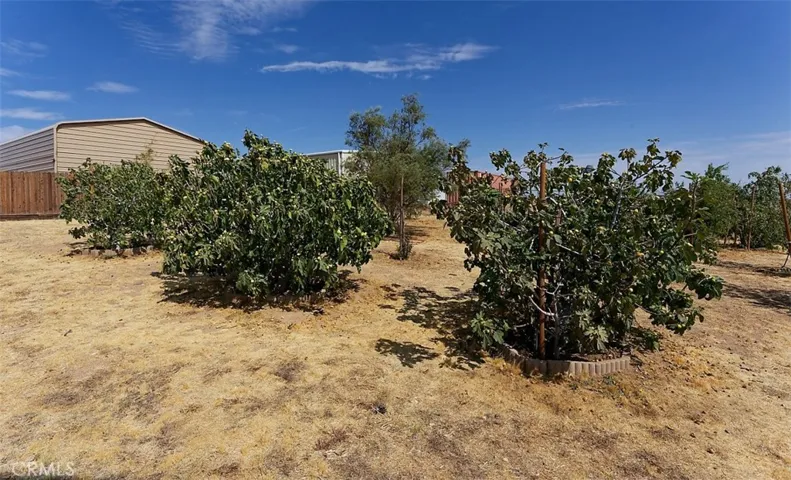 mature trees