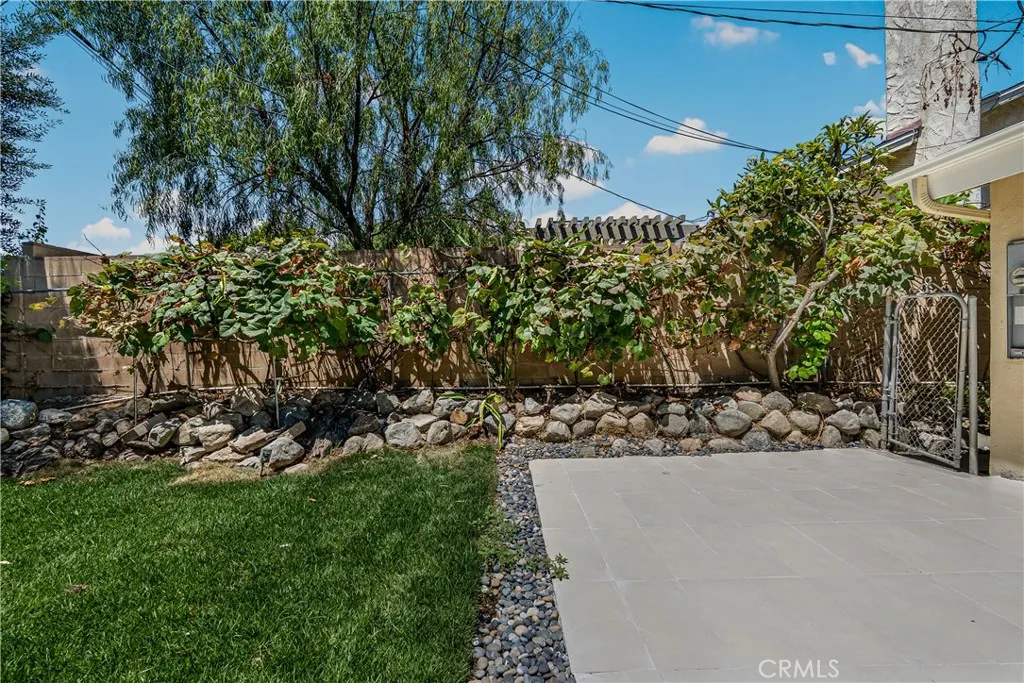 MATURE GRAPE VINES