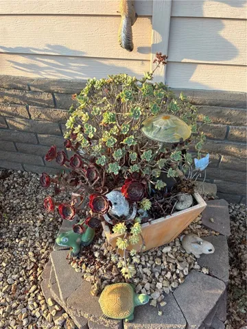 Succulents