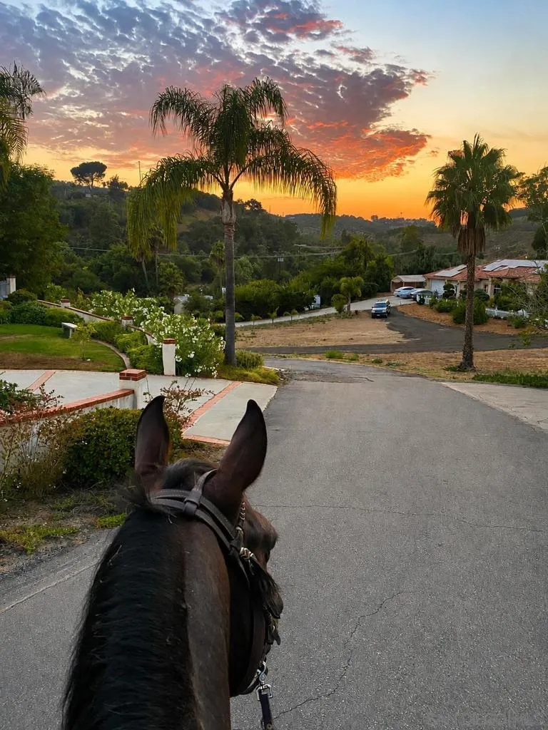 4515 Baja Mission Road, Fallbrook, California 92028 — photo 5