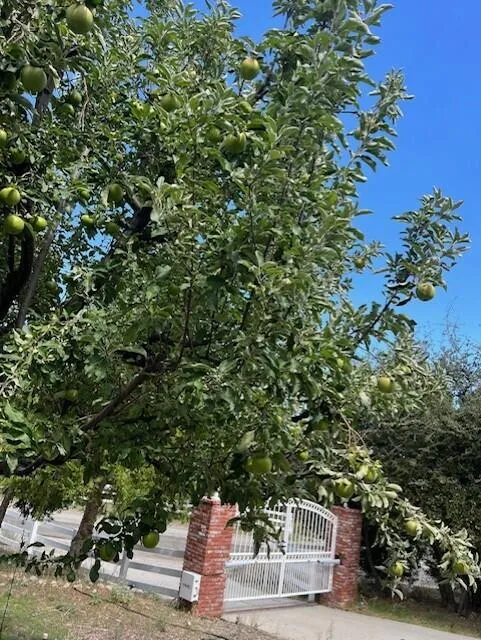 Henderson  fruit tree