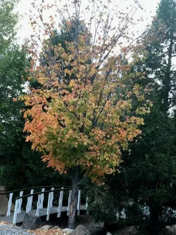 Henderson tree