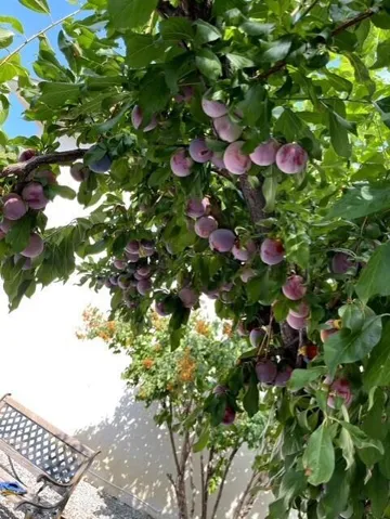 Henderson  fruit tree 2