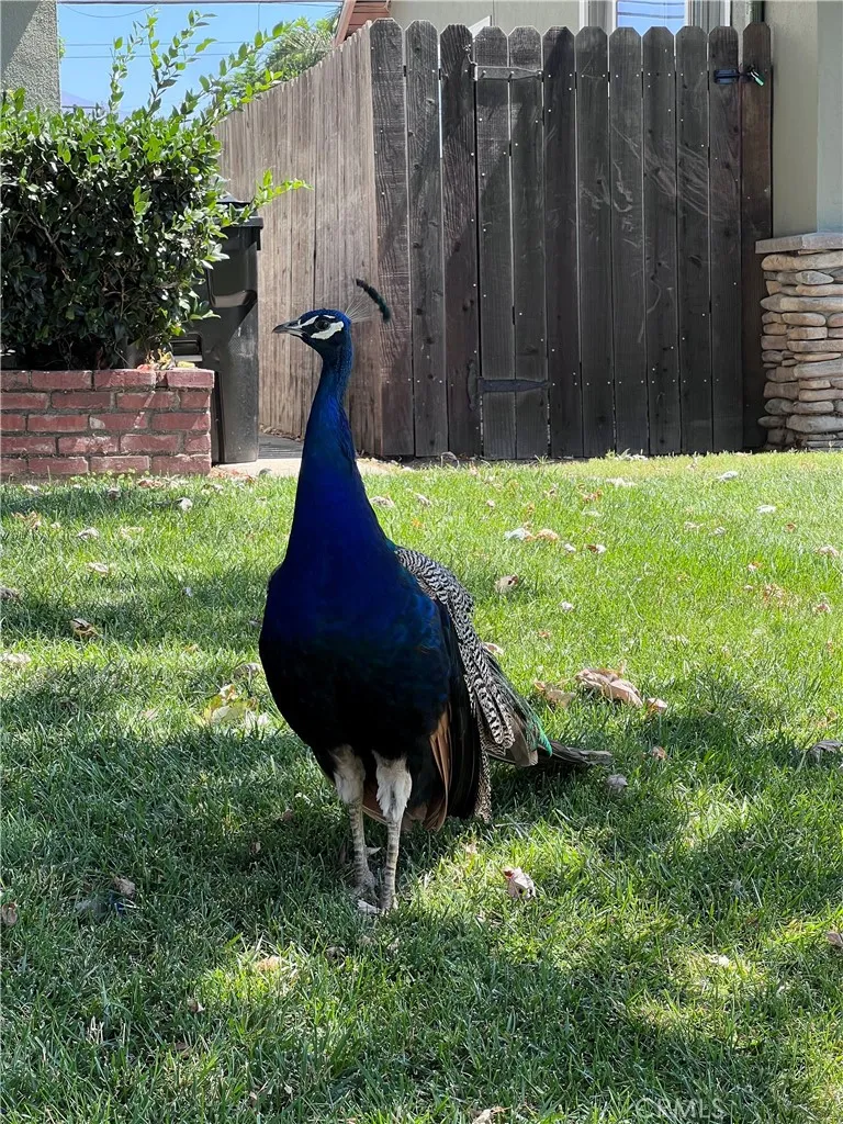 Frequent visitor strolling by the front yard.