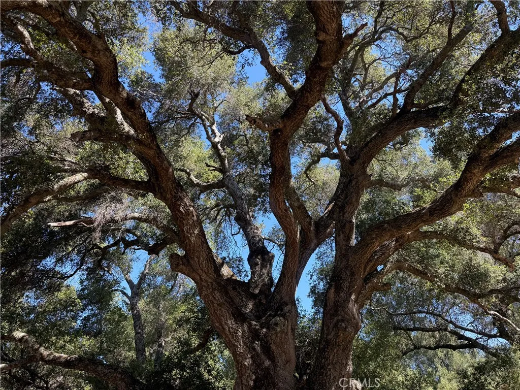 Meet Esmeralda!