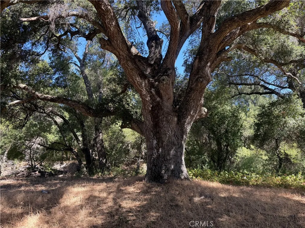 500 yr old Oak