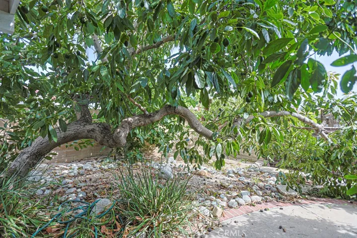 Fruit Trees
