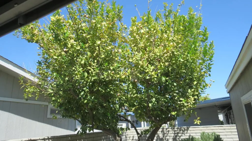 Fruit tree in yard