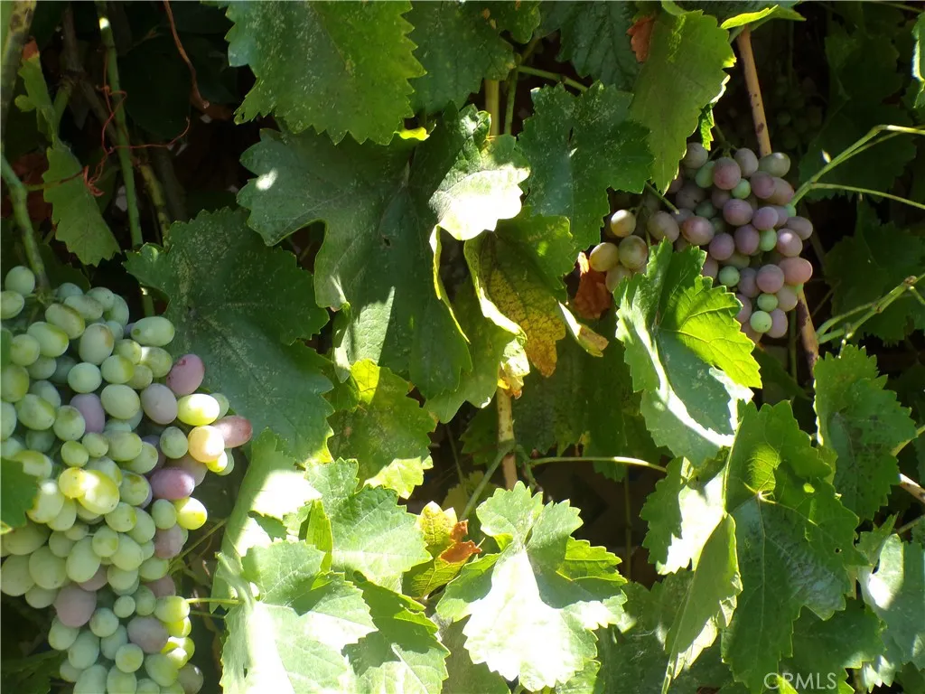 your own fresh grapes growing on the porch