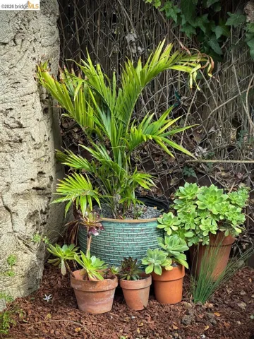 Chain-link fencing with a selection of potted plants, including a large textured ceramic pot