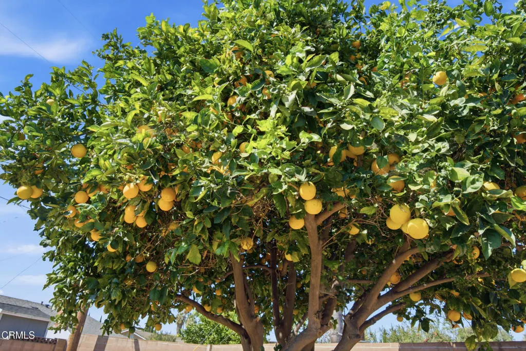 33_tree 33_tree