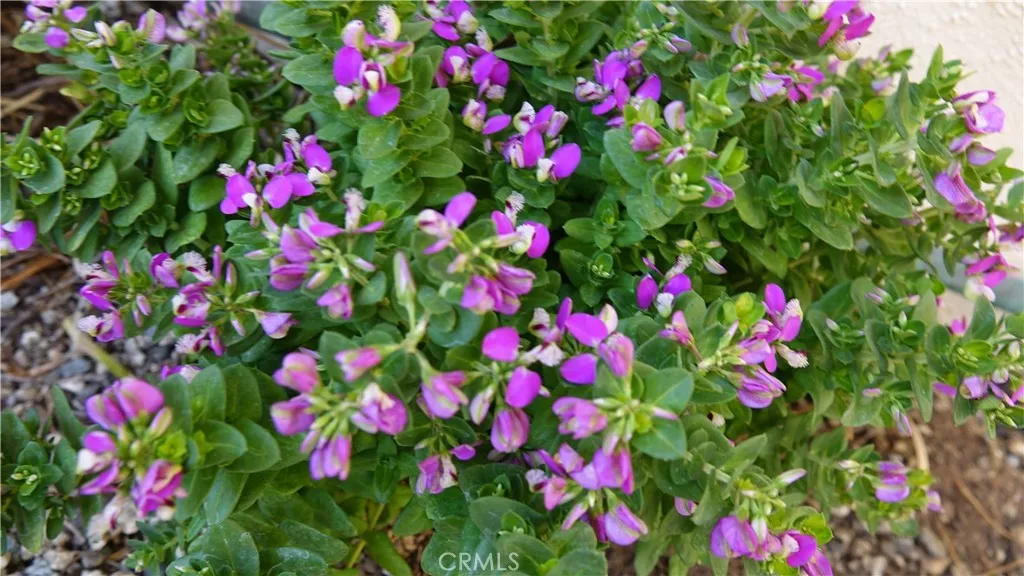 More low maintenance shrubs