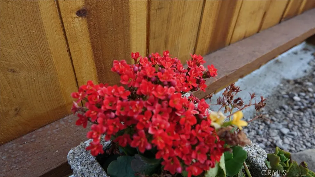 beautiful low maintenance plants.