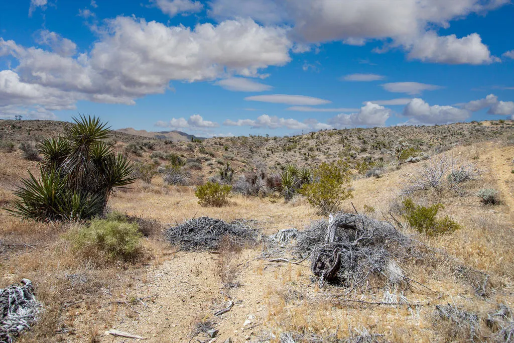 58365 Cereus Avenue, Yucca Valley, California 92284 — photo 5