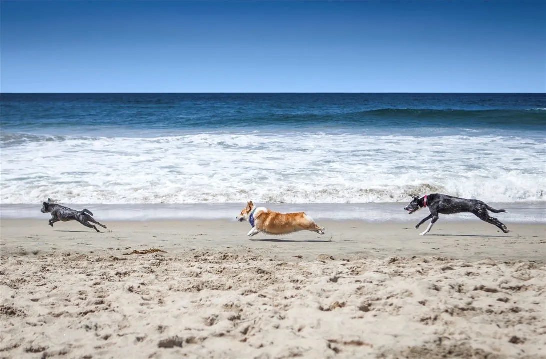 Walking distance to Dog Beach