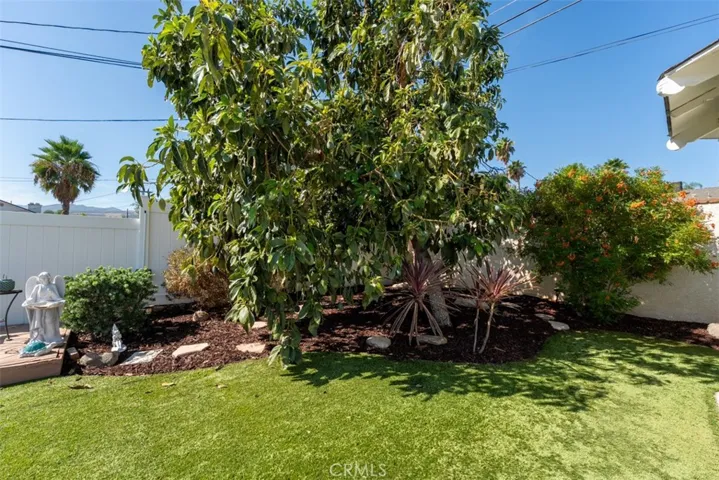 Mature avocado tree, nestled in the corner…