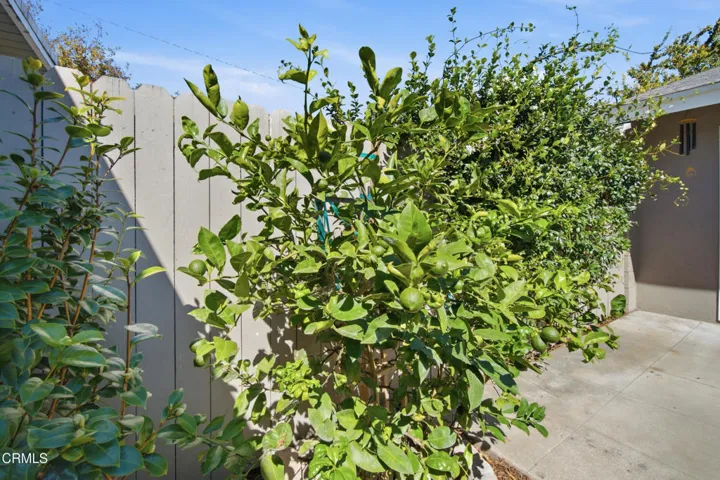 30_tree
