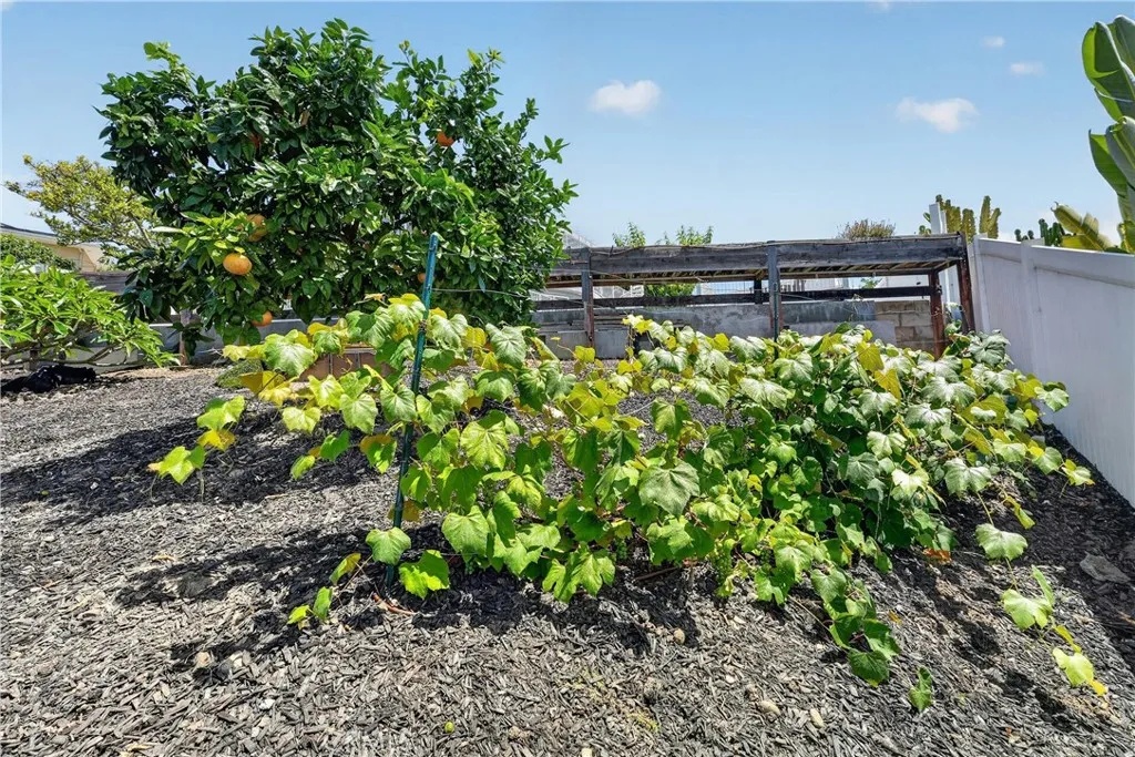 Mature grapefruit, blackberries, grapes, avocado and more