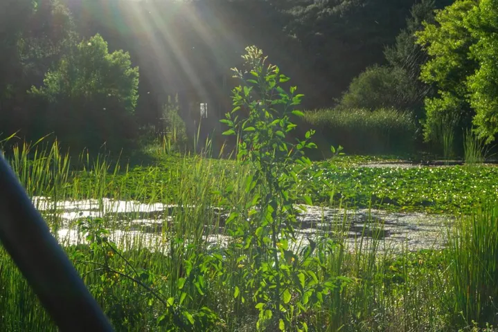 Pond where Budwiser Frog Commercial Filmed