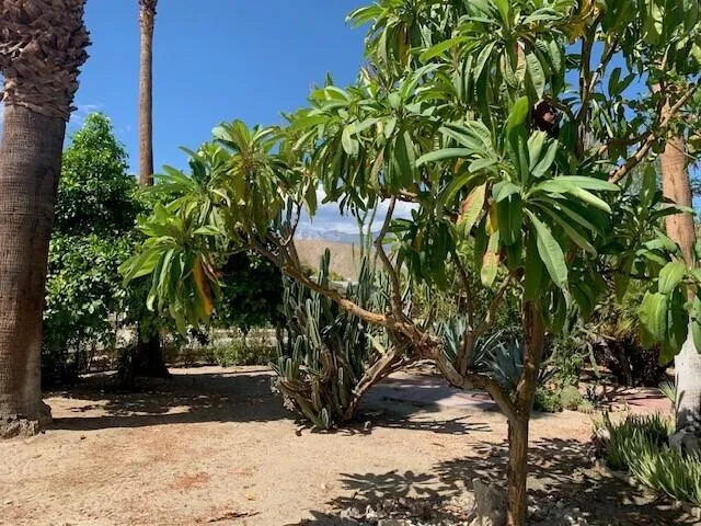 garden with Plumeria and View