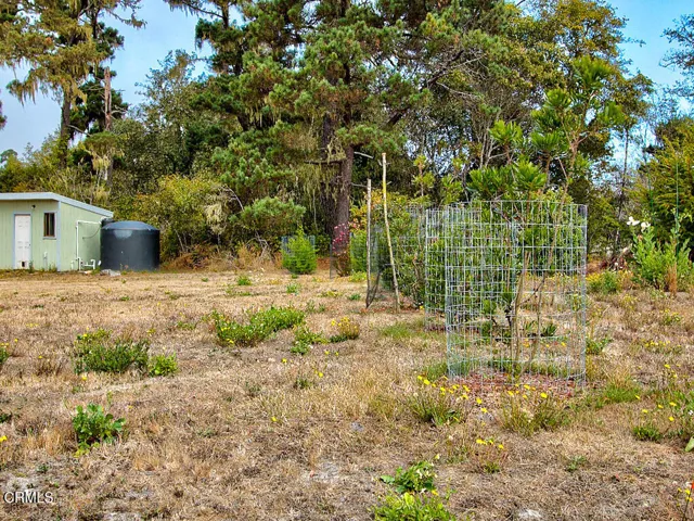 Native trees & shrubs