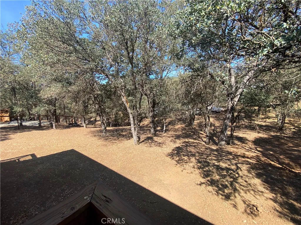 Wooded backyard. Wooded backyard.