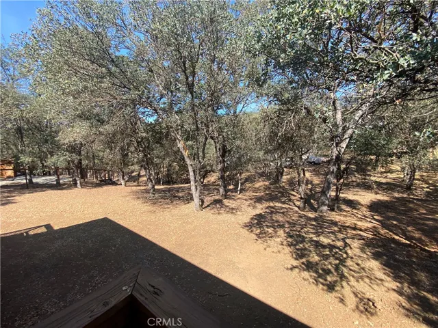 Wooded backyard.