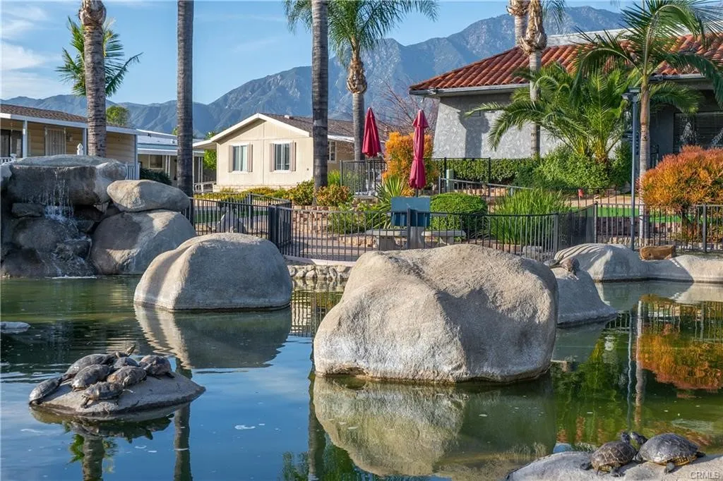 Koi Pond