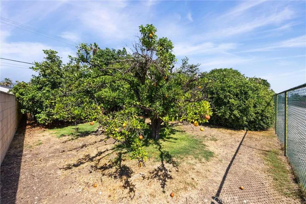 Mixture of fruit trees Mixture of fruit trees